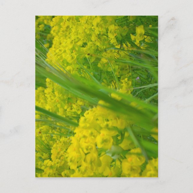 Carte Postale Nature (Devant)