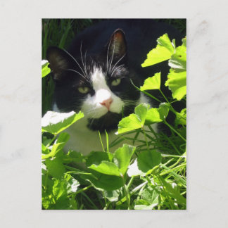 Carte Postale Nature