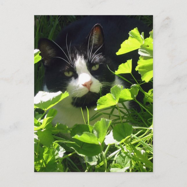 Carte Postale Nature (Devant)