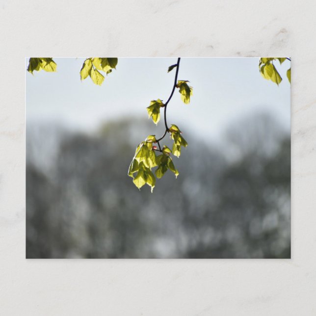 Carte Postale Nature  (Devant)