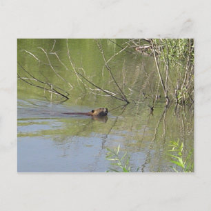 Carte Postale Nature 2