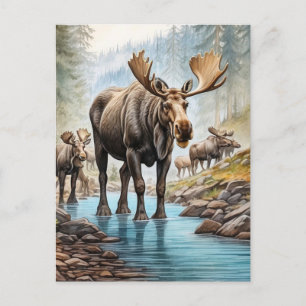 Carte Postale *~* Nature AP49 MOOSE HERD Forest STREAM