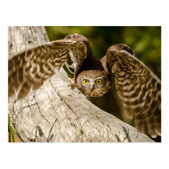 Carte Postale Nature - Barking Owl