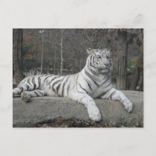 Carte Postale Nature Belle Bengale White Tiger Photographie