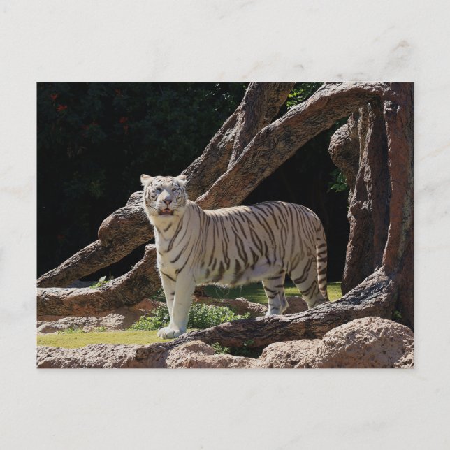 Carte Postale Nature Bengale White Tiger Photographie (Devant)