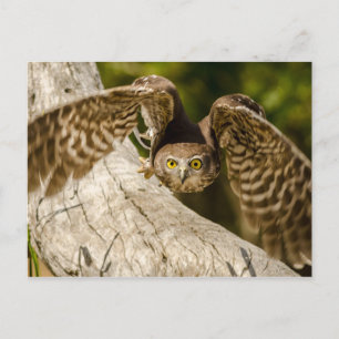 Carte Postale Nature - Chouette à écorce
