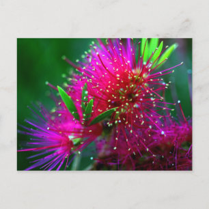 Carte Postale Nature colorée Florale Rose Chaud Fleurs vert néon