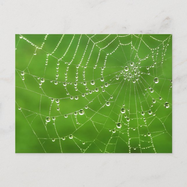 Carte Postale Nature Dew sur Spider Web (Devant)