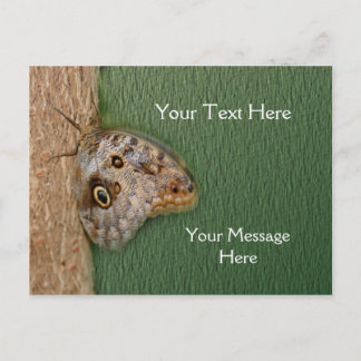Carte Postale Nature du papillon de la Chouette Brown