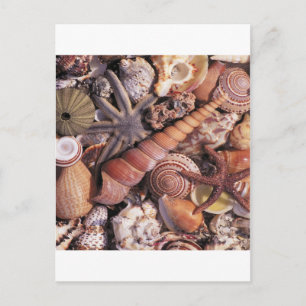 Carte Postale Nature Eau Assortie Plage Shells
