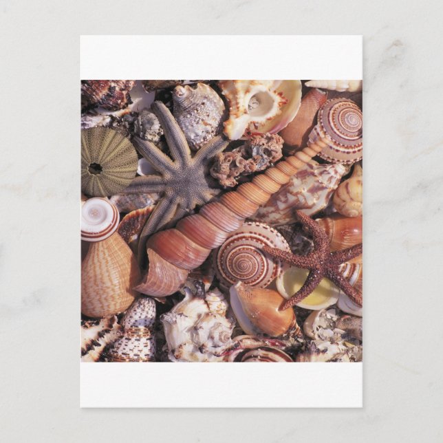 Carte Postale Nature Eau Assortie Plage Shells (Devant)