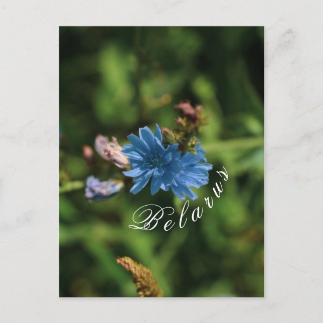 Carte Postale Nature Fleur de maïs bleu Biélorussie Symbole (Devant)