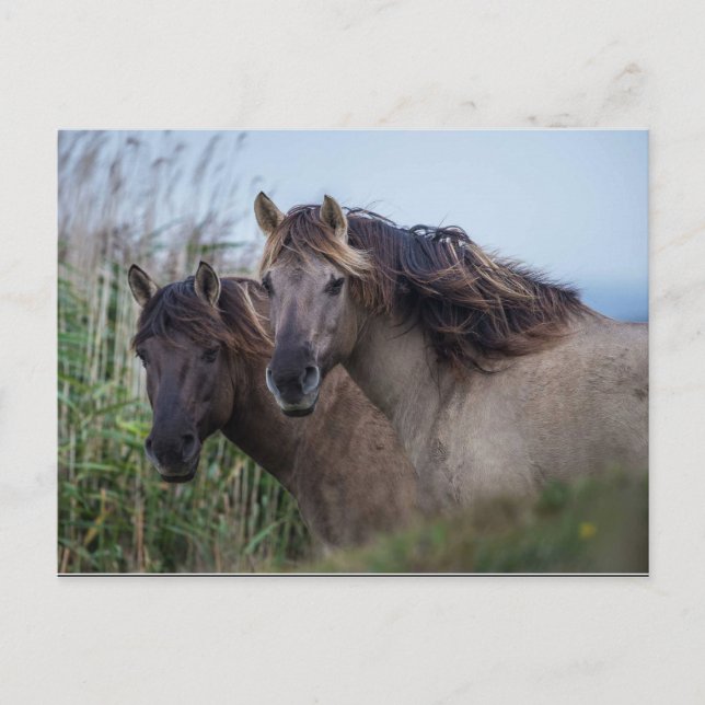 Carte postale Nature - Konik Ponies à Oare Marsh (Devant)