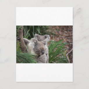 Carte Postale Nature mignonne Arbre Jungle Safari Koala Animaux 