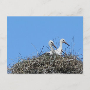 Carte Postale nature, oiseau, cigogne, nid, blanc, animal, ciel,