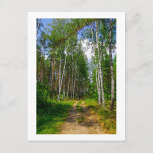 Carte Postale Nature Paysage Paysage Paysage Forêt Birch Biéloru