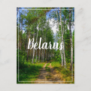 Carte Postale Nature Paysage Paysage Paysage Forêt Birch Biéloru