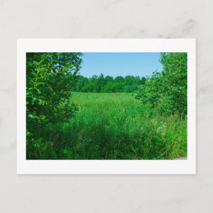 Carte Postale Nature Paysage Paysage Paysage Forêt verte