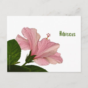Carte Postale Nature Photographie Hibiscus rose Closeup Photo