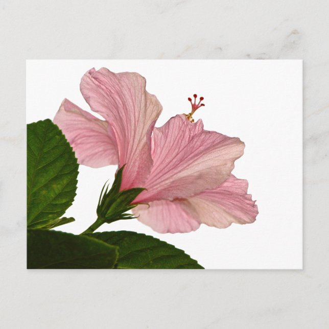 Carte Postale Nature Photographie Hibiscus rose Closeup Photo (Devant)