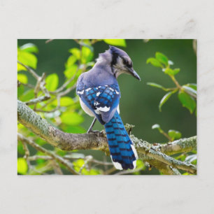 Carte Postale Nature Photographie Shy Blue Jay Vêtements Cadeaux