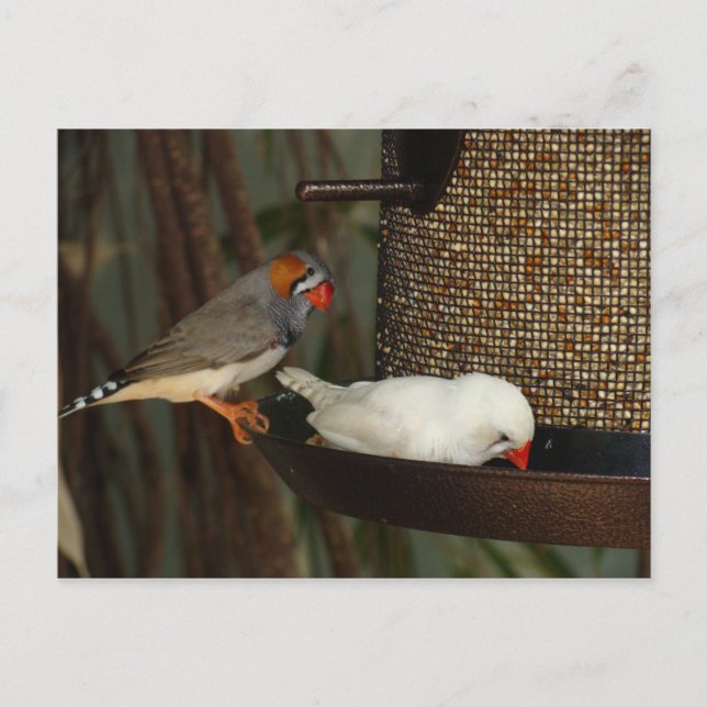 CARTE POSTALE NATURE POSTCARD (Devant)