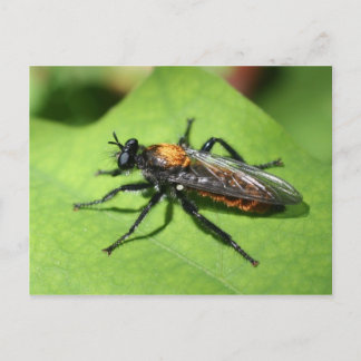 Carte Postale Nature rapprochée des insectes volants