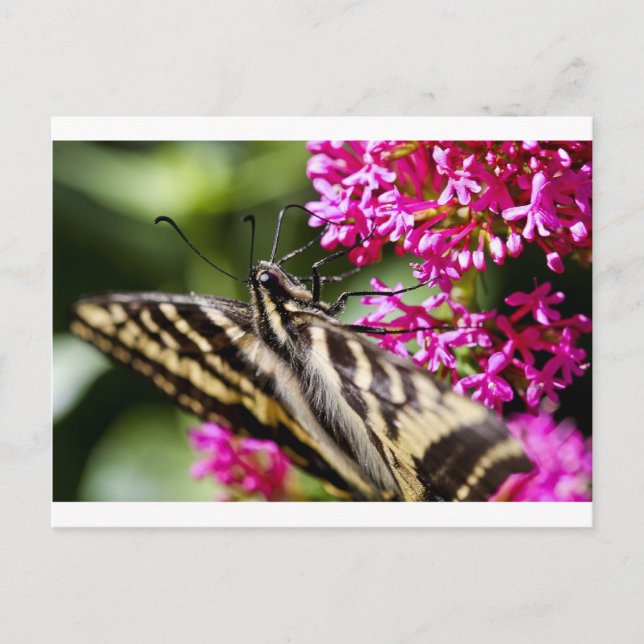 Carte Postale Natures beauté (Devant)