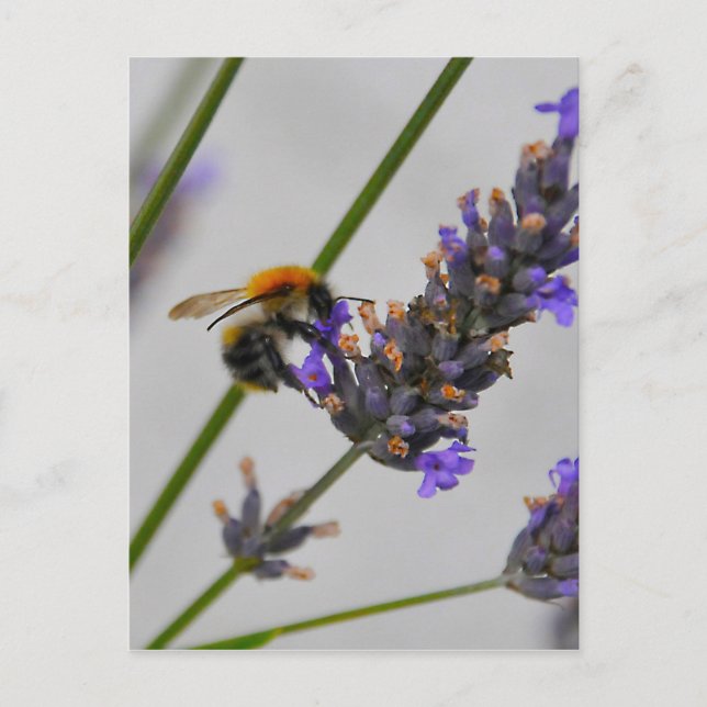 Carte Postale Natures de merveilleux travailleurs (Devant)