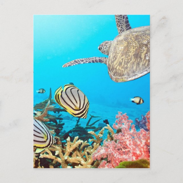 Carte Postale Naturescape Coral Reef Turtle (Devant)