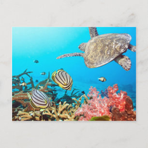 Carte Postale Naturescape Coral Reef Turtle