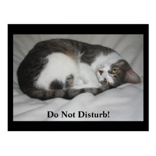 Posters Affiches Chat Humour Zazzle Fr