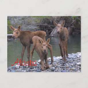 Carte Postale Né En Alaska