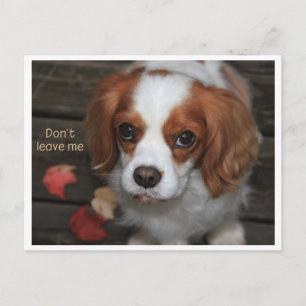 Carte Postale Ne laissez pas moiVerlass mich nicht