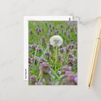 Carte Postale Ne le souffle pas ! Dandelion