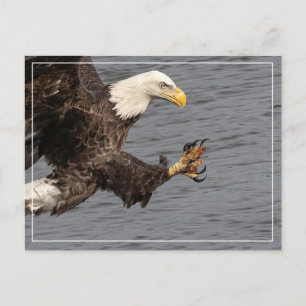 Carte Postale Ne manquez pas avec un aigle à tête blanche