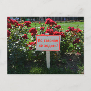 Carte Postale Ne pas choisir les fleurs, Saint-Pétersbourg, Russ