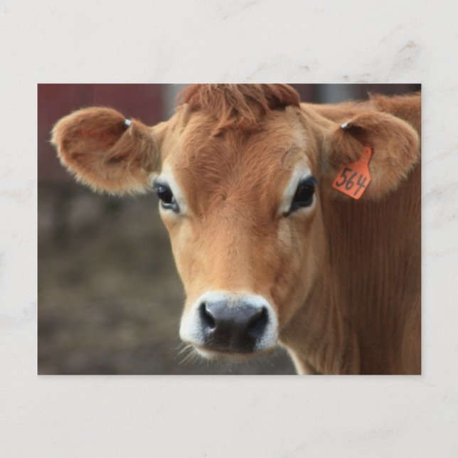 Carte Postale Ne pensez-vous pas que je suis jolie Jersey Cow (Devant)
