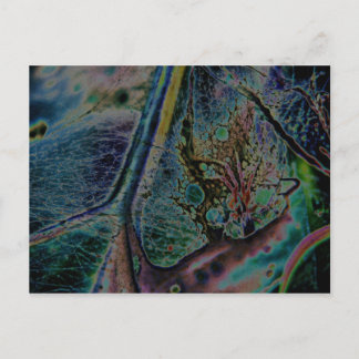 Carte Postale Nebula Spider Wolf