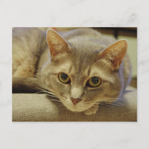 Carte Postale Nedda