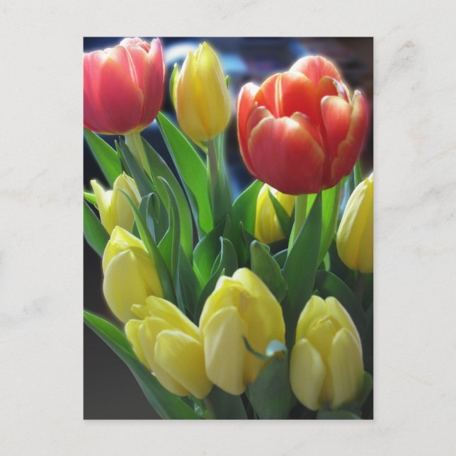 Carte postale néerlandaise Tulips (Devant)