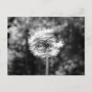 Carte Postale Neige Dandelion En Noir Et Blanc