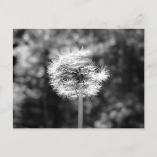 Carte Postale Neige Dandelion En Noir Et Blanc
