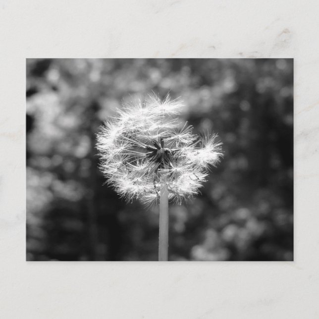 Carte Postale Neige Dandelion En Noir Et Blanc (Devant)