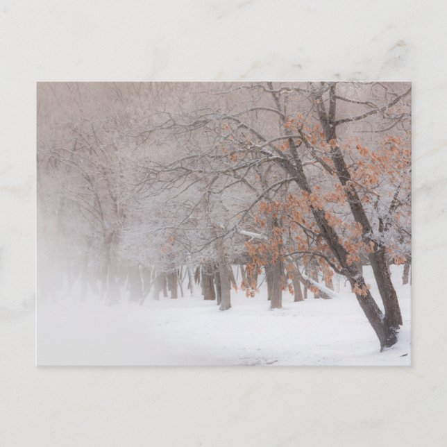 Carte Postale Neige d'hiver | Lac Kussharo (Devant)