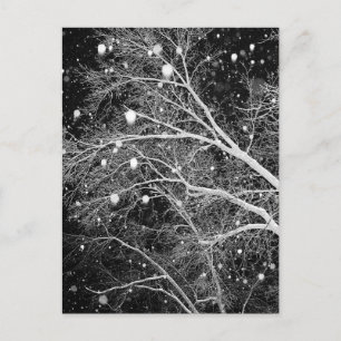 Carte Postale Neige Entre Branches