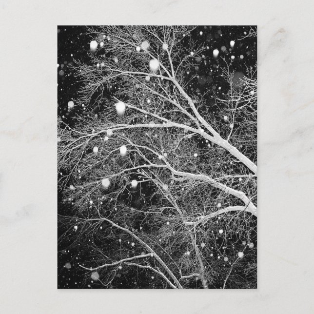 Carte Postale Neige Entre Branches (Devant)