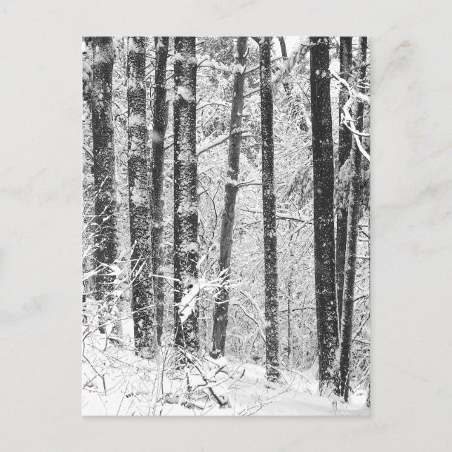 Carte Postale Neige hivernale (Devant)