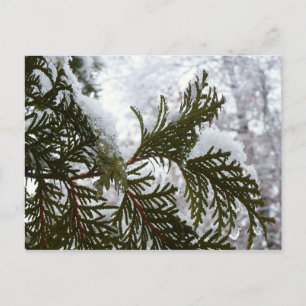 Carte Postale Neige sur les branches À feuillage persistant