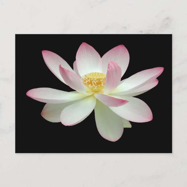 Carte Postale Nelumbo nucifera (Devant)